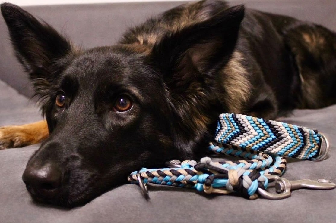 Gründerhund und Namensgeber von Band und Seele mit handgefertigtem Zubehör